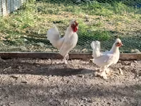 Chickens — photo 2