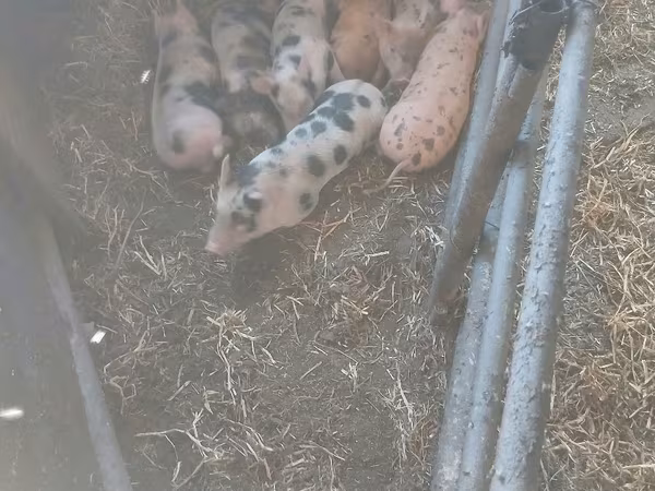 Boar, Дюрок