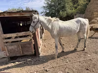 Horse (M), Horses — photo 3
