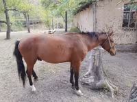 Horse (M), Karachay horse — photo 5