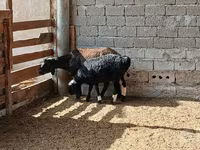 Oveja, Ovejas — foto 5