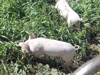 Schweine (Partie, Geschlecht nicht angegeben), Ландрас — Foto 3