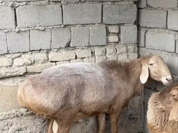 Баран, Арашан