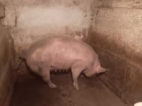 Säue, Schweine — Foto 6