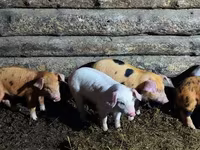 Säue, Schweine — Foto 2