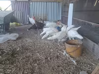 Slovenian Silver Hen — photo 1
