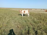 गाय, Simmental cattle — फ़ोटो 1