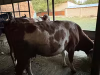 Kuh, Latvian Blue cattle — Foto 7