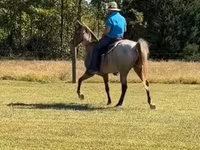 Caballo, Rocky Mountain Horse — foto 7