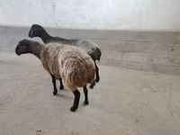 Sheep, Sheep — photo 2