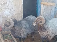 मेढ़ा, Arabi sheep — फ़ोटो 2