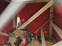 Chickens — photo 2
