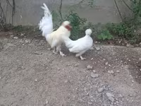 Japanese Bantam — photo 4