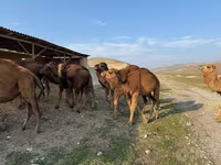 Camel, Camels — photo 1