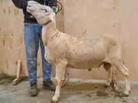 Ram, Lacaune sheep — photo 1