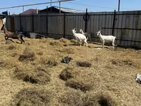 عنزة, Saanen goat — الصورة 3
