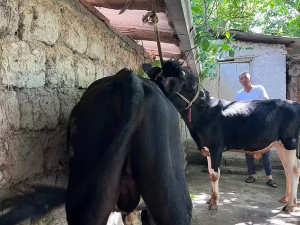 सांड, मवेशी