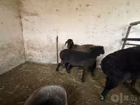 Sheep, Blackheaded Persian sheep — photo 6
