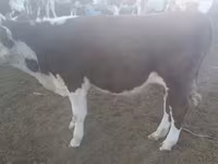 Bull, Simmental cattle — photo 4