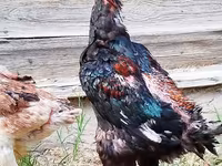 Gallinas Shamo — foto 2