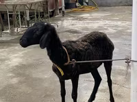 Ram, Sheep — photo 4
