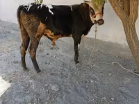 Bulle, Russian Black pied cattle — Foto 4