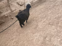 عنزة, الماعز — الصورة 3