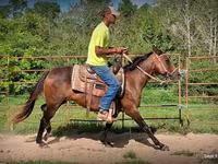 فرس, Standardbred — الصورة 4