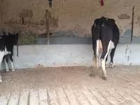 بقرة, Latvian Blue cattle — الصورة 7