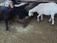 绵羊（批次，未指定性别）, Sheep — 照片 4