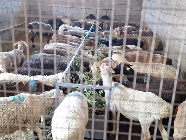 Carnero, Ovejas