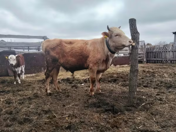 Bulle, Simmental cattle