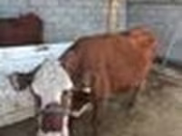 母牛, Latvian Blue cattle — 照片 7