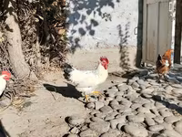 Chickens — Foto 8