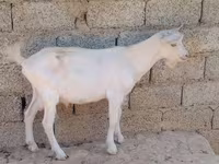 Goats (batch, sex not specified), Goats — photo 4