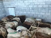Schaf, Beulah Speckled face sheep — Foto 1