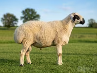 Ram, Beltex sheep — photo 1