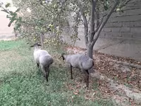 公羊, Sheep — 照片 2
