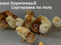 Chickens — photo 7