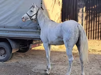 Caballo, Arabian horse — foto 3
