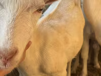 Ziege, Saanen goat — Foto 6