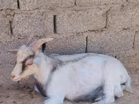 Goats (batch, sex not specified), Goats — photo 5