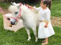 Horse (M), Miniature horse — photo 2