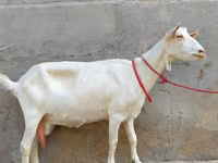عنزة, Saanen goat — الصورة 3