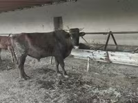 सांड, मवेशी — फ़ोटो 3