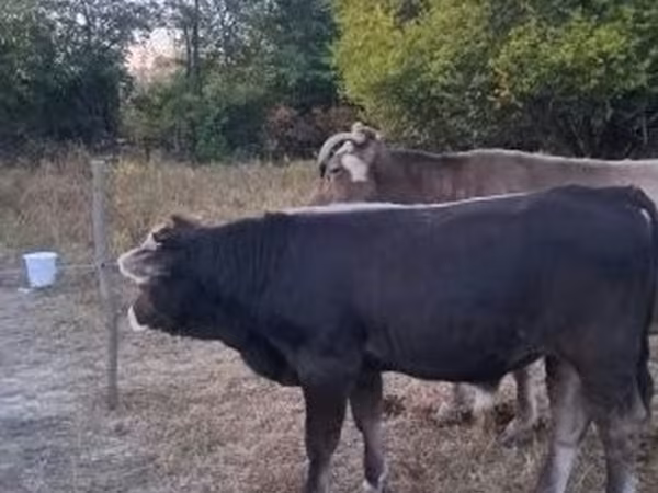 सांड, भूरी कार्पातियन नस्ल