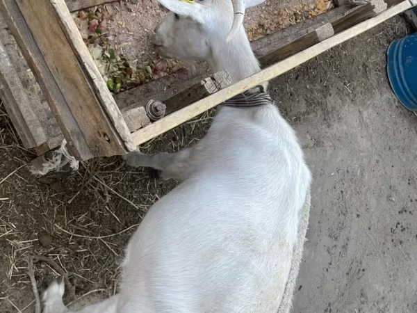 عنزة, Saanen goat