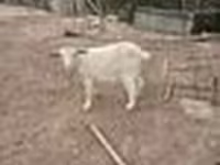 Ziege, Saanen goat — Foto 8