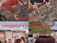 Bulle, Simmental cattle — Foto 1