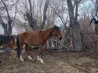 Stute, Kazakh horse — Foto 8